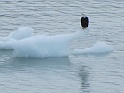 Eagle on Iceberg